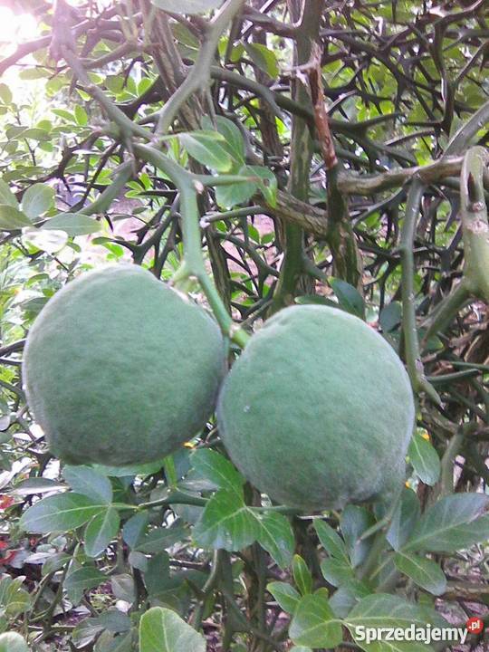 Pomarańcza trójlistkowa Poncirus sadzonka P9 Gostyń