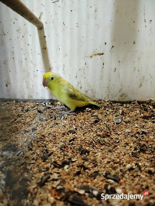 Wróbliczka młoda samiczka 2025