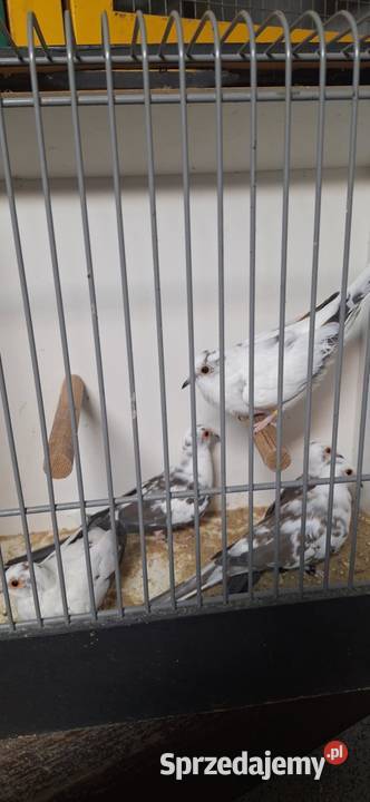 Sprzedam gołąbki diamentowe