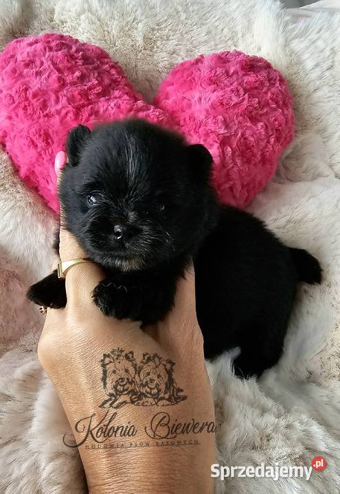 Szpic MiniaturowyPomeranian piesek czarny ze łódzkie