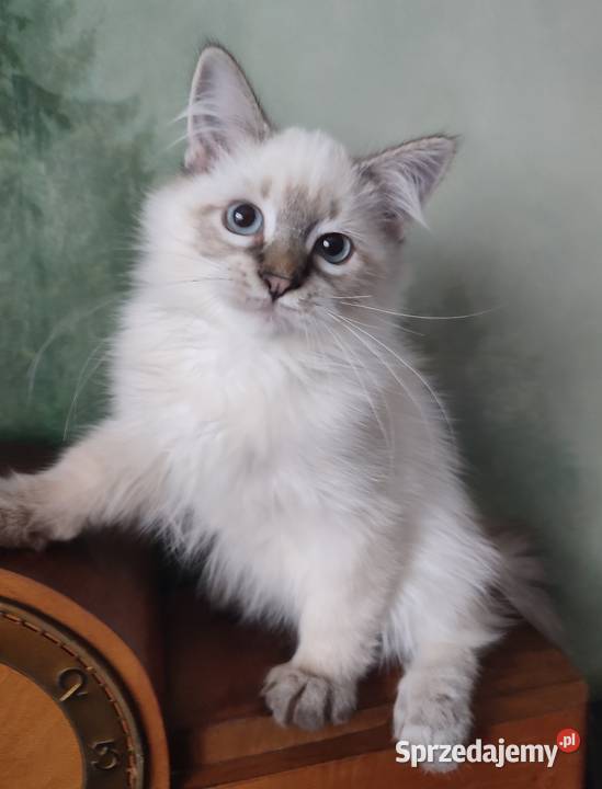 Willi Dumka Pl syberyjskie kocięta neva masquerade