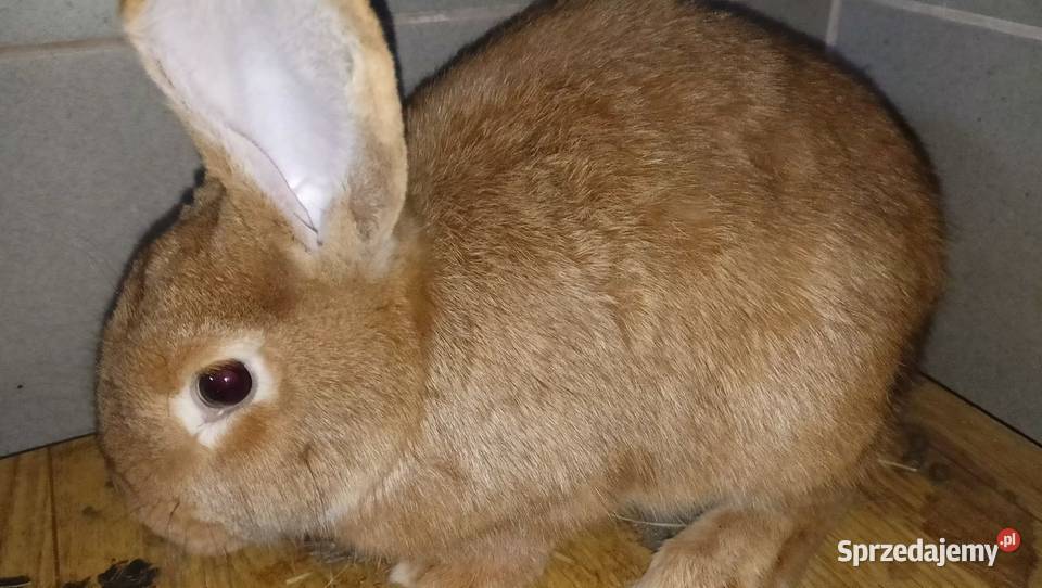 króle króliki samice Bodzentyn