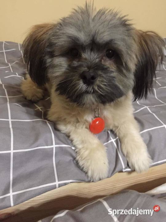 Sprzedam suczkę rasy shih tzu kujawsko-pomorskie Niemcz