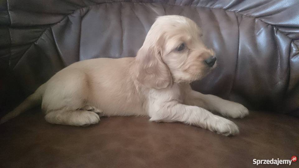 cocker spaniel szczeniaki