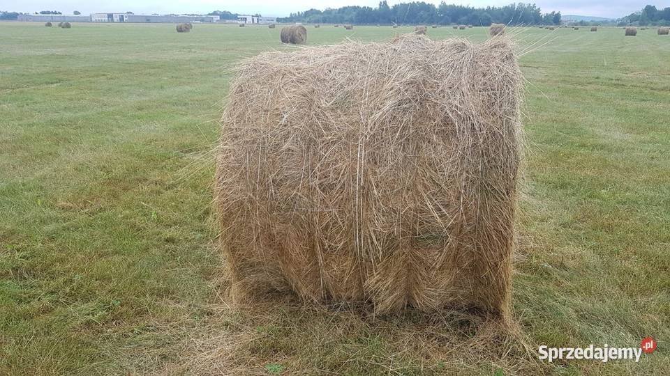 Słoma siano owies żyto