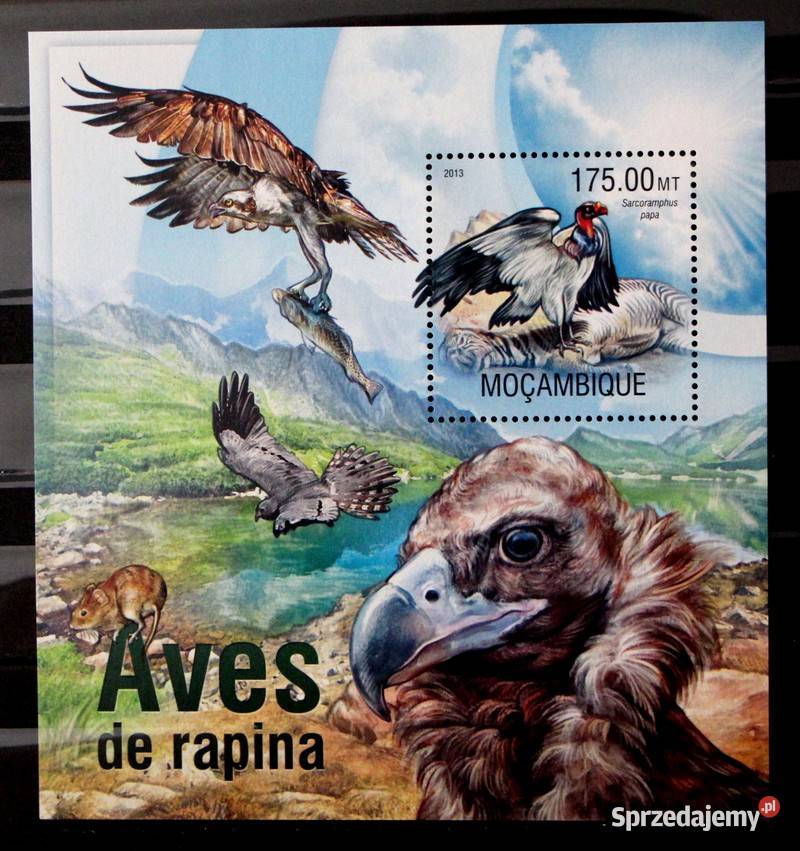Mozambik ptaki 2 Oborniki