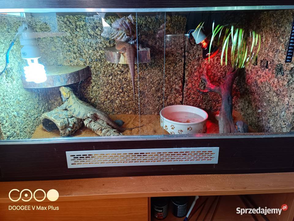 Agama brodata Białystok