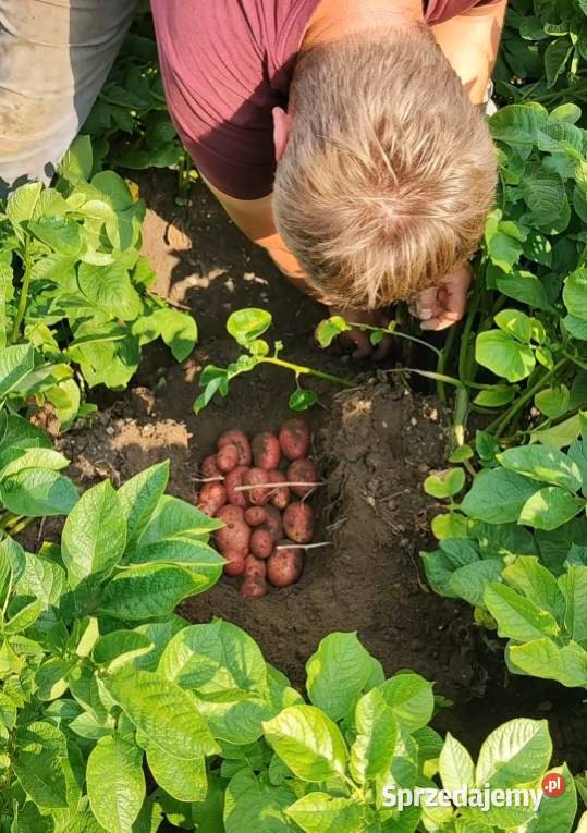 Ziemniaki drobny soraya oberon wielkosc Gniazdów sprzedam