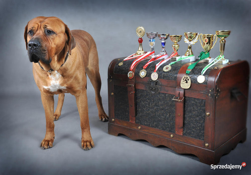 szczeniaki TOSA INU Żary sprzedam