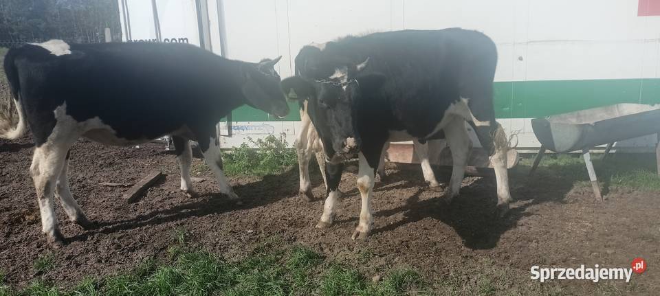 Jałówki hf wysokocielna Łopuszno sprzedam