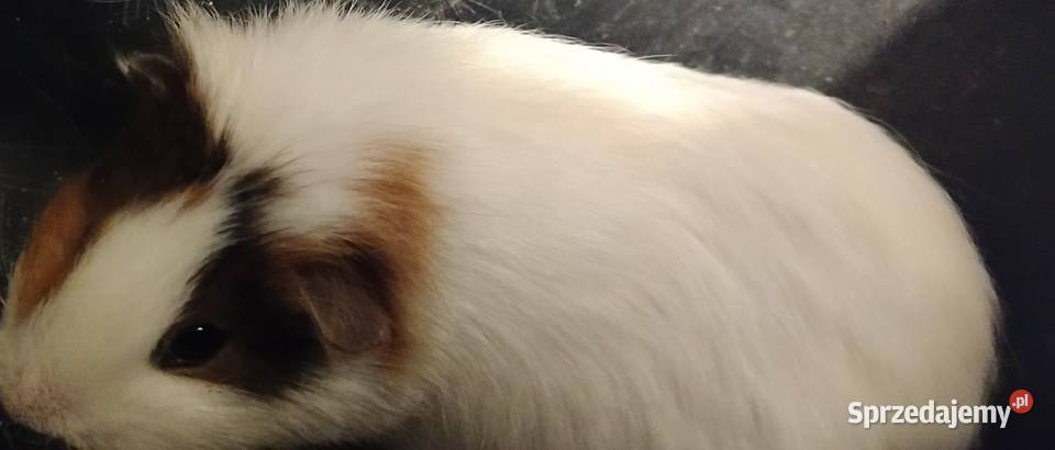 2 urocze świnki morskie na sprzedaż Gryzonie