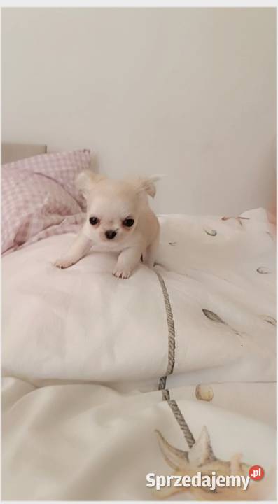 Chihuahua długowłosa Chihuahua Warszawa sprzedam