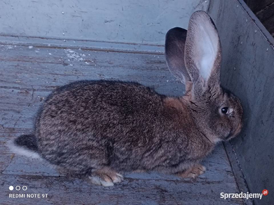 Samczyk Belg Kuczbork-Wieś