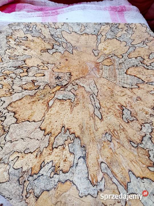 Plaster deska Buk z grzybkiem Nowy Tomyśl