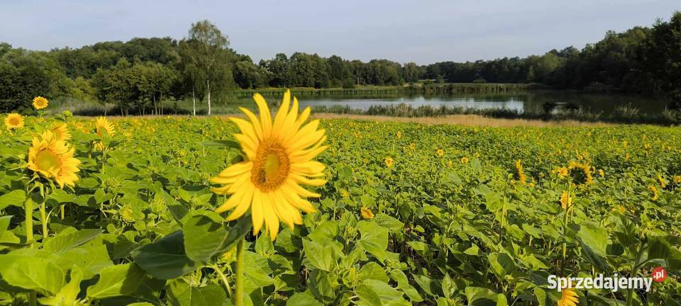 Słonecznik Gierałtowiczki