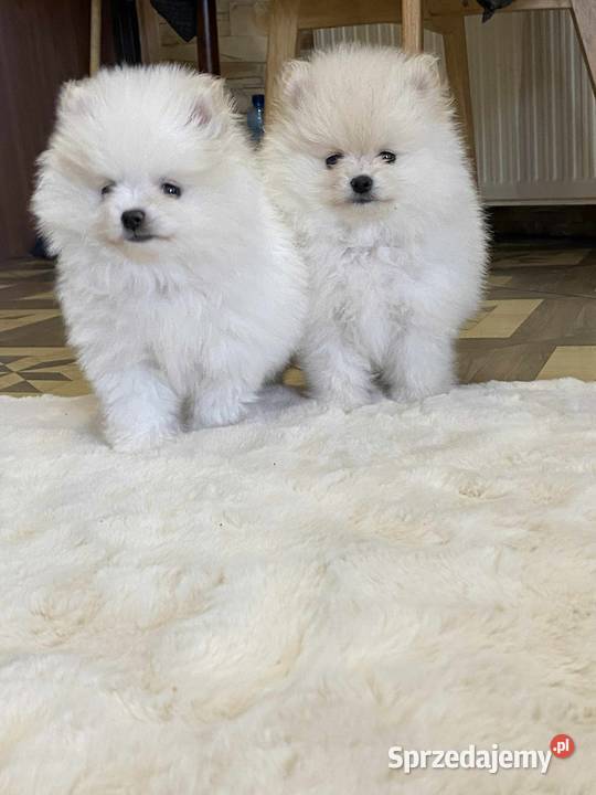 SZPIC MINIATUROWY DWA PIĘKNE CHŁOPAKI MALUTKIE Szpic miniaturowy Łódź