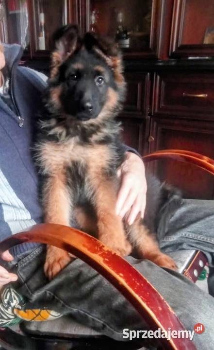 Owczarek niemiecki długowłosy szczenię kujawsko-pomorskie