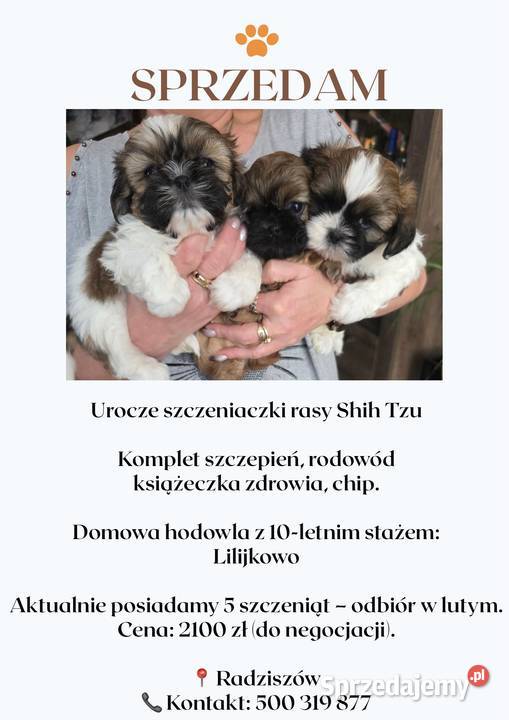 Sprzedam śliczne pieski rasy shih tzu Radziszów