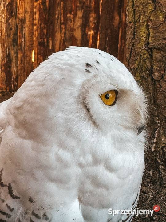 Sowa Puchacz Śnieżny Bubo scandiacus Młodzież Marklowice Górne