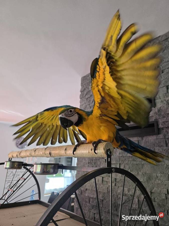 Ara Ararauna samiczkazamiana na auto