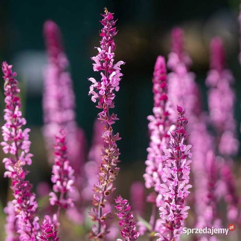Szałwia omszona Dom i Ogród