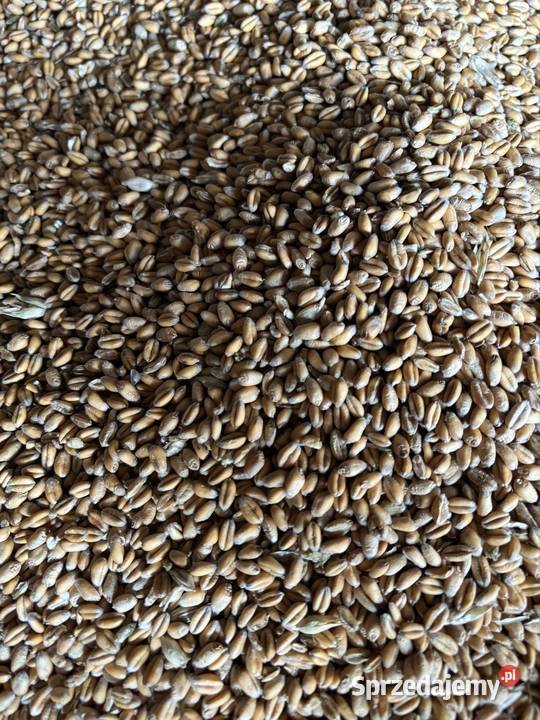 Pszenica ozima zbiór 2025 Gruszów sprzedam