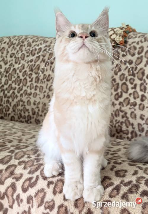 Maine Coon Cudny dymny kocur importach Linia dolnośląskie Wińsko