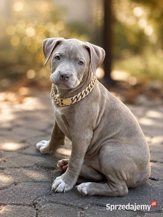 American pit bull Terrier wyjątkowa suczka I