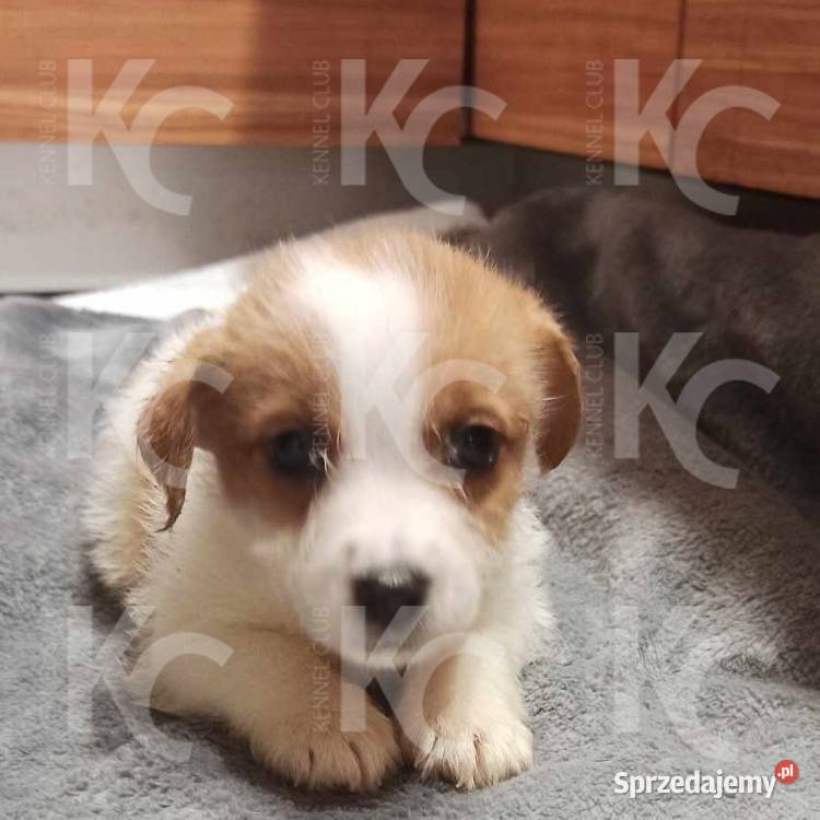 Jack Russell Terrier szczenięta szorstkowłose Wodzierady