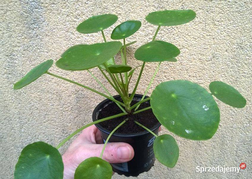 Kwiat doniczkowy pieniążek pilea na prezent i Pszczyna