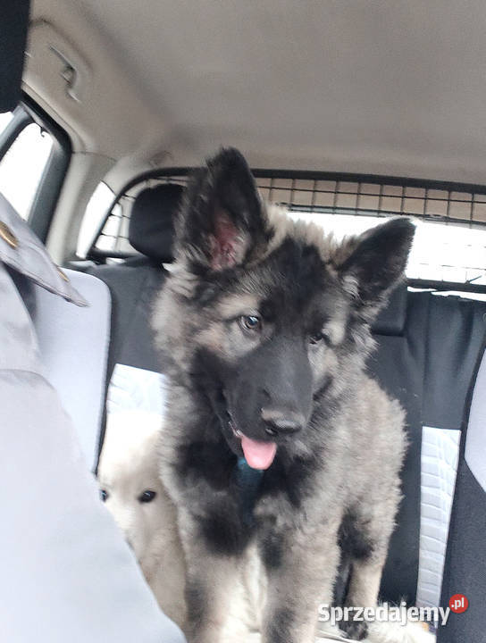 Owczarek Staroniemiecki Owczarek Opole