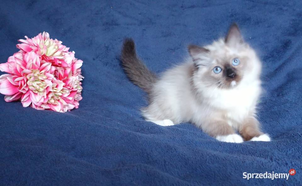 Koty Syberyjskie Neva Masquerade LUKRECJA Kwilcz