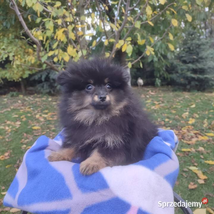 Wzorcowy Mały Szpic Niemiecki piękny exterrier opolskie