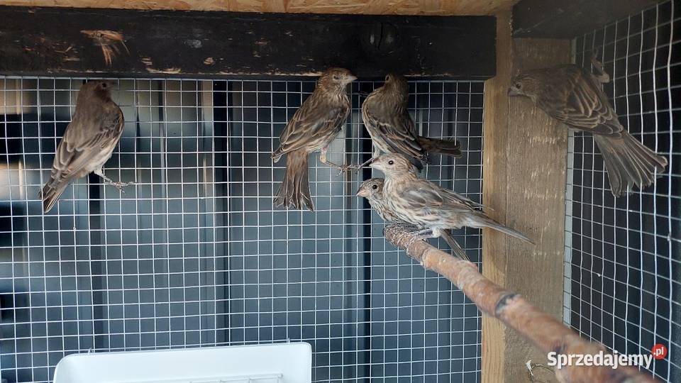 Gile meksykańskie dziwonia ogrodowa Zwierzęta Radzionków