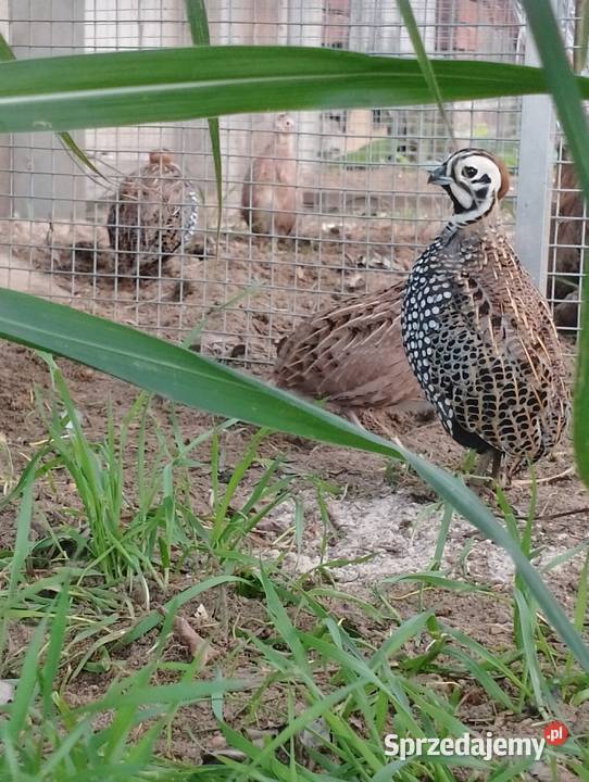 Przepióry perliste Montezuma