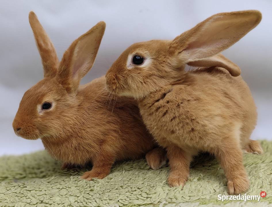 Króliki Burgundzkie łódzkie Zadzim