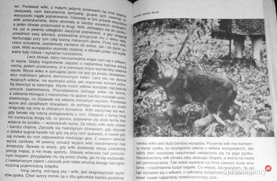 Pies czy wilk Krystyna Chwedeńczuk