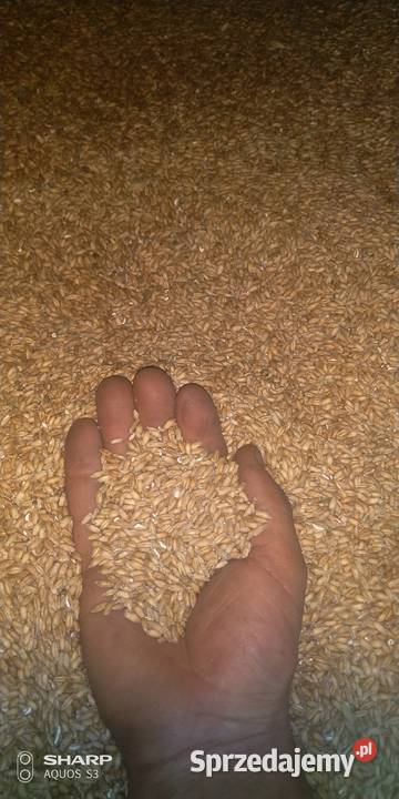 Pszenzyto probus Szczucin sprzedam