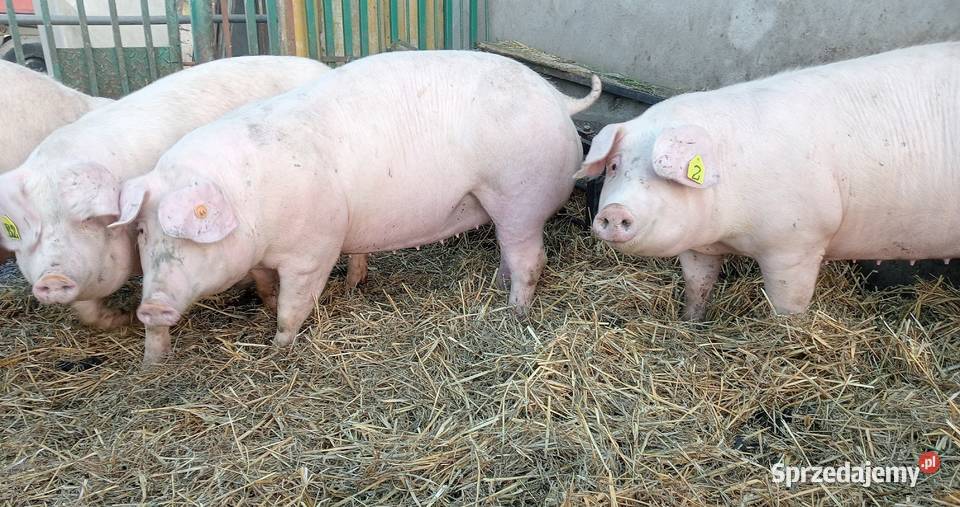 lOSZKI PROŚNE PBZ POLSKA BIAŁA ZWISŁOUCHA Produkcja zwierzęca Strzałkowo