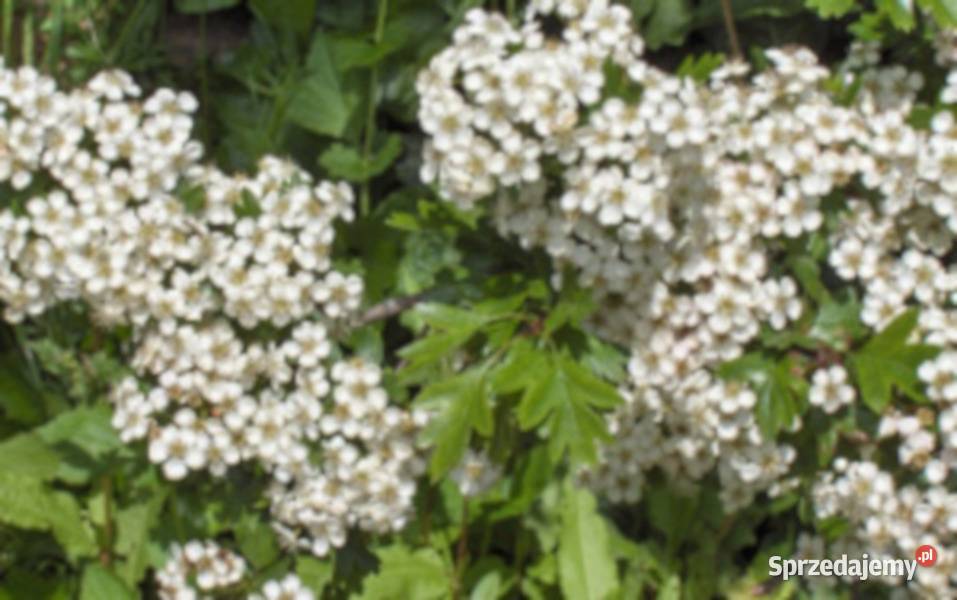GŁÓG JEDNOSZYJKOWY Crataegus monogyna NASIONA Lubanie