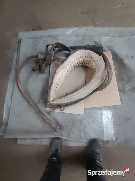 Humunto konne Bugaj Lipnicki