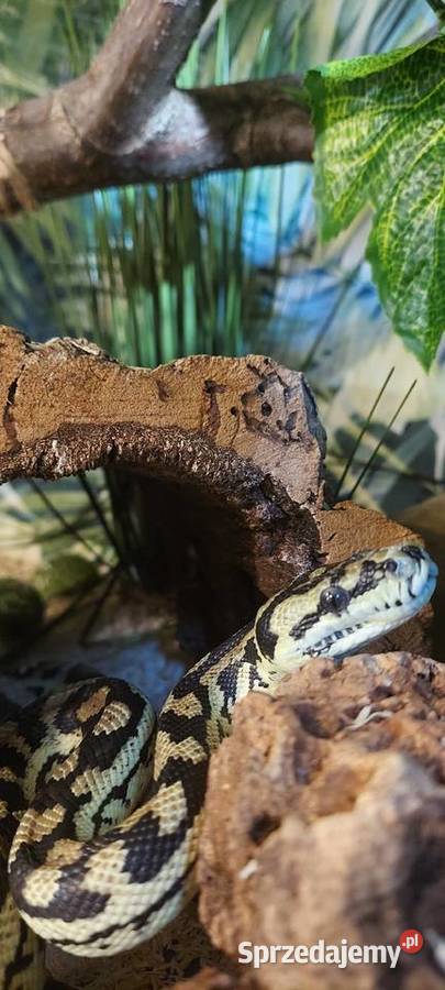 Morelia spilota Tychy