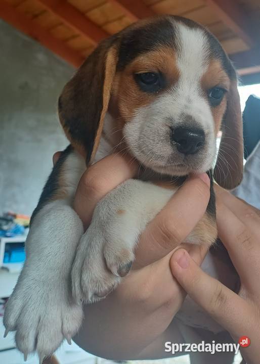 Beagle szczeniaki Piotrków Trybunalski