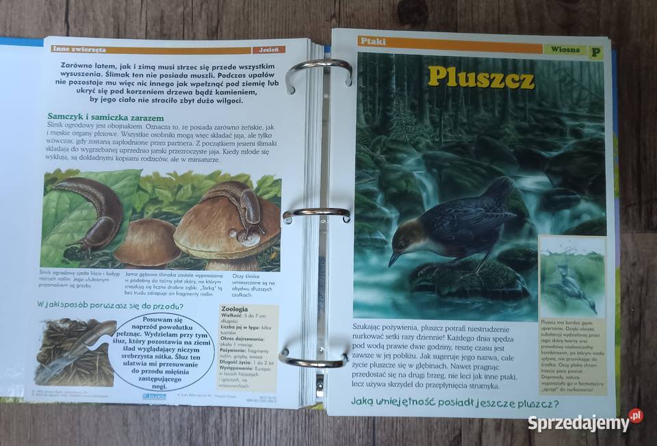 Leśne przygody karty z albumu DeAgostini