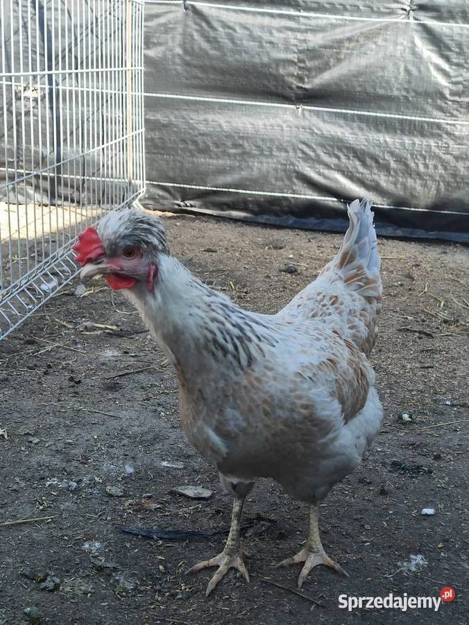 Jaja lęgowe czubatka staropolska Rolnictwo Krupe sprzedam