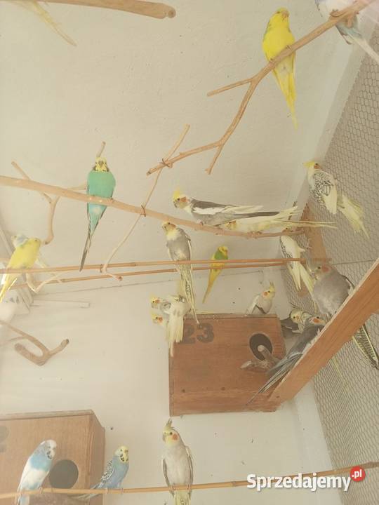 Mnichy Świergoty Faliste Nimfy Gajków