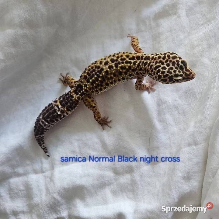 Gekon lamparci samica Wrocław