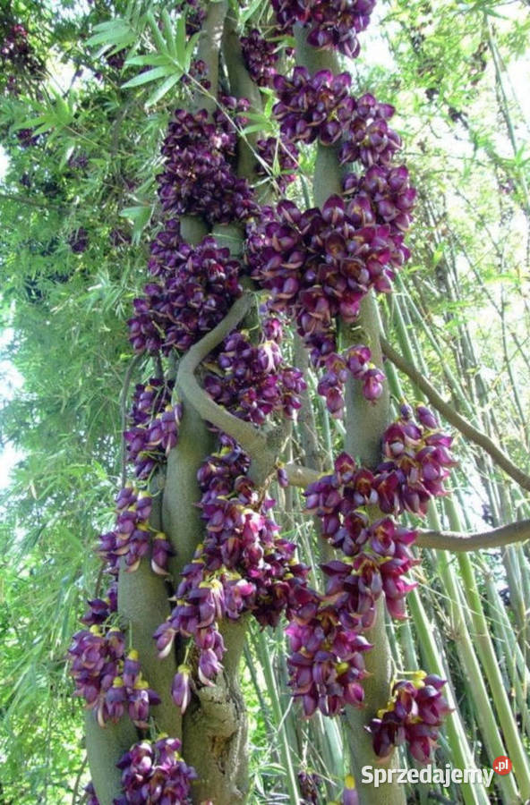 MUCUNA BRACTEATA  Mucuna bracteata NASIONA 100g Lubanie