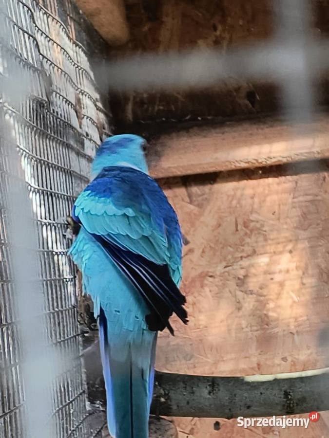 Barnard czerwonoczelny niebieski Czerwionka-Leszczyny sprzedam