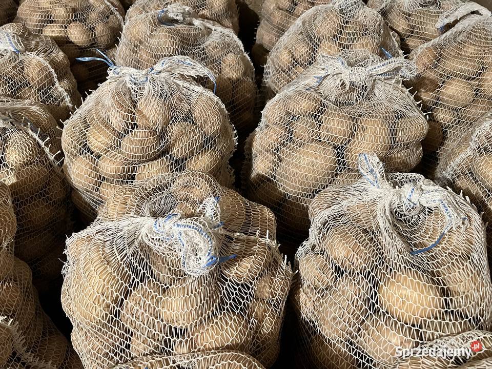 Ziemniak jadalny odmiana biała BIELIK Leszno